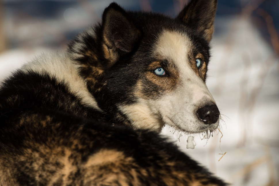 Sled-husky-©-Bart-Deferme