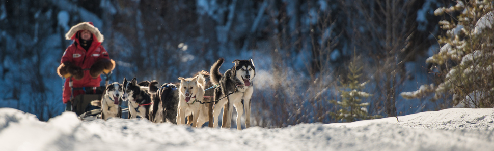 Sled-dog-©-Bart-Deferme