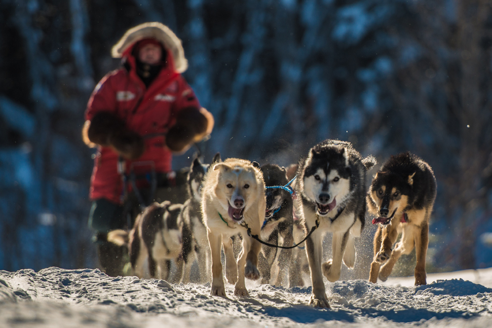 Dog-sled-saskatchewan-©-Bart-Deferme