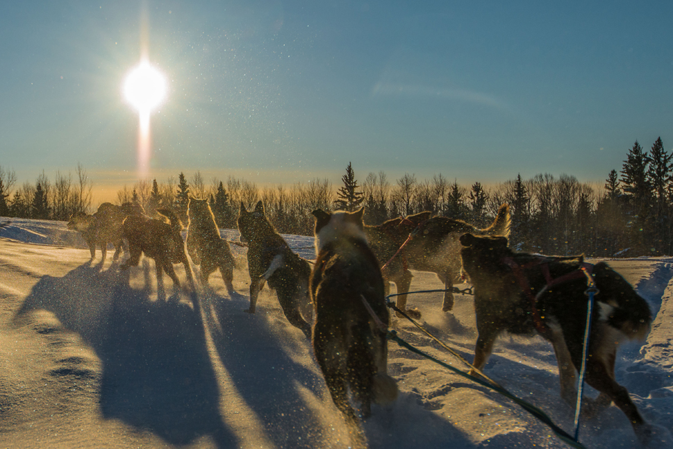 boreal forest © Bart Deferme