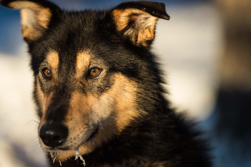 Biscottie-sled-dog-©Bart-Deferme