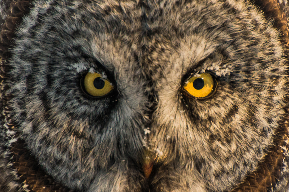 Great Gray Owl © Bart Deferme